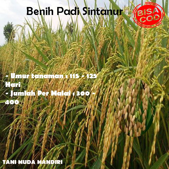 Jual BENIH PADI AROMATIC (SINTANUR) Indonesia|Shopee Indonesia