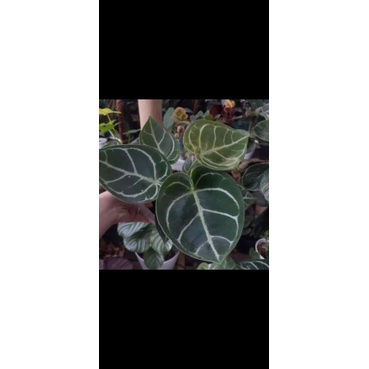 anthurium dorayaki mangkok