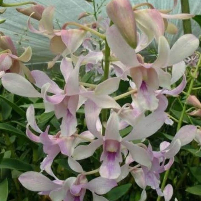 Anggrek Dendrobium Channel Fragrance Pra Dewasa new terlaris