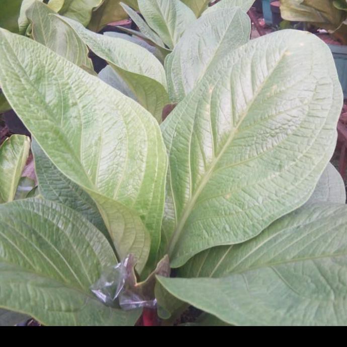 Tanaman Hias Pot Anthurium Supernova