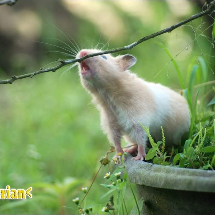 Hamster Syrian Short Hair (SH)