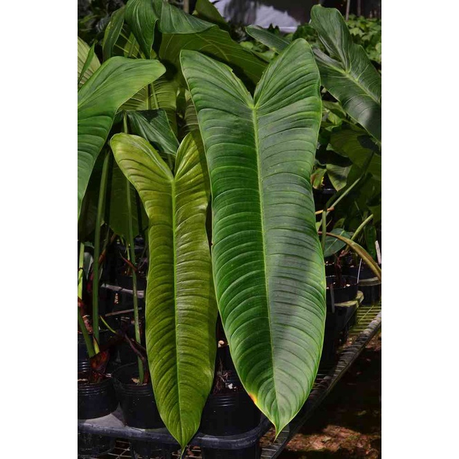 philodendron sharoniae super big sudah mature berbentuk 12 daun aktif