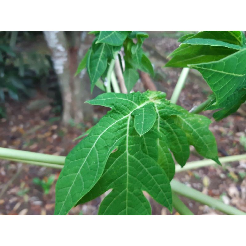 

Daun pepaya fresh