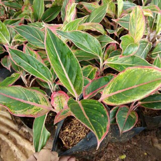 Tanaman hias aglonema  lipstick  clasik aglaonema  aglo 