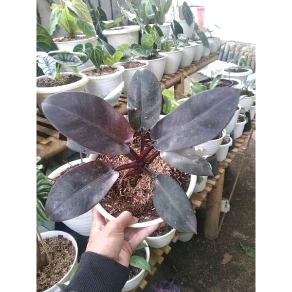 Tanaman hias Philodendron Black Cardinal Ori