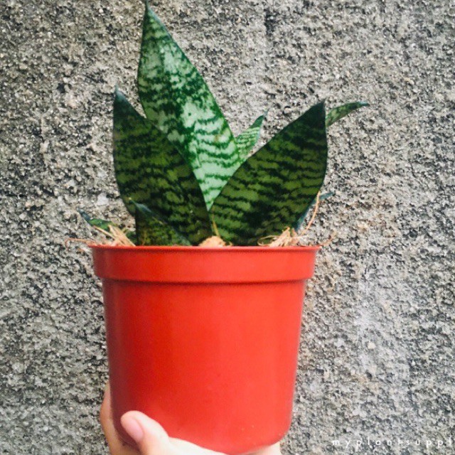TANAMAN LIDAH MERTUA MAWAR (TWISTER SANSEVIERIA)