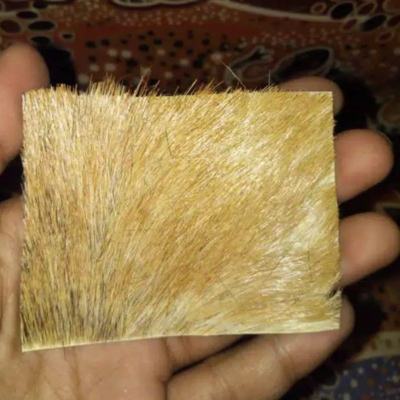 Kulit Kijang Asli Bertuah