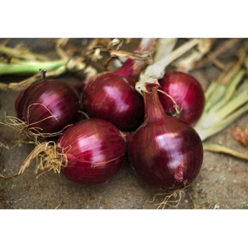 Benih Bawang Merah - Benih Onion Red Burgundy - Daily Farm-1