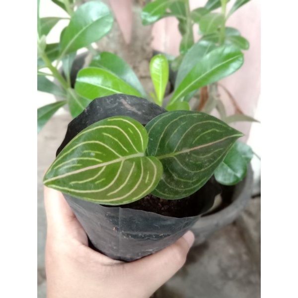 aglonema rotundum Aceh hijau rawatan