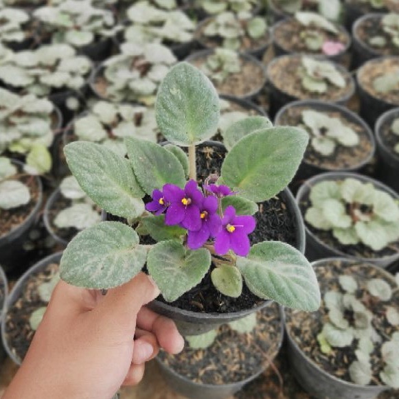 Tanaman Hias Purple African Violet atau Violces