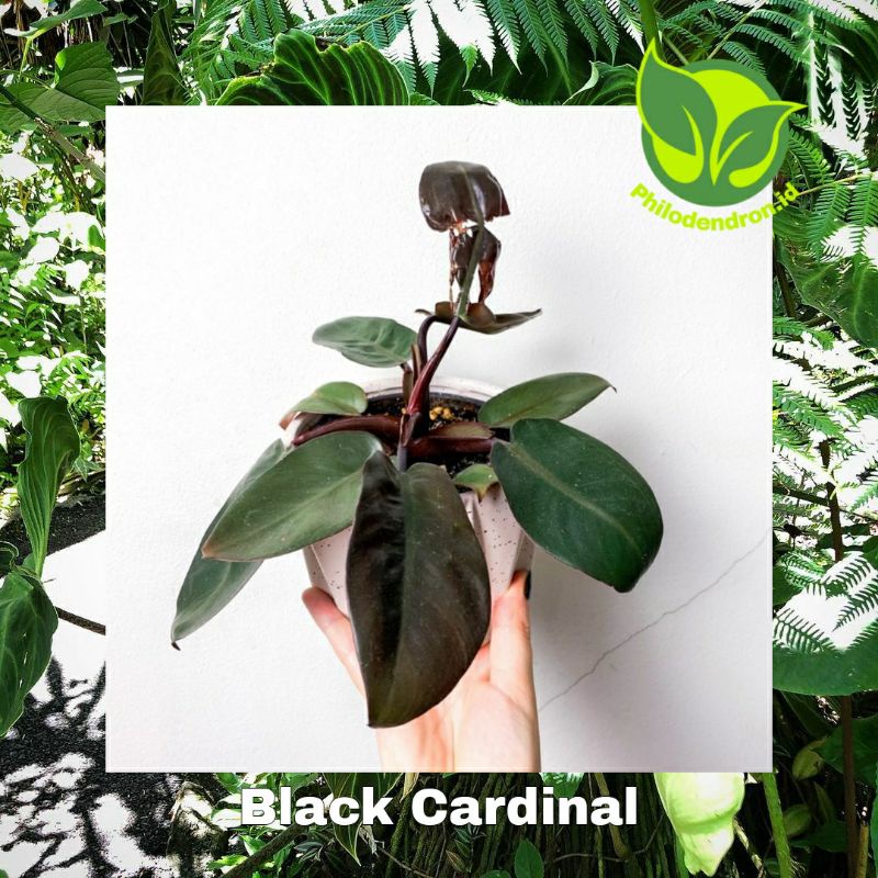 Philodendron Black Cardinal Original Philodendron