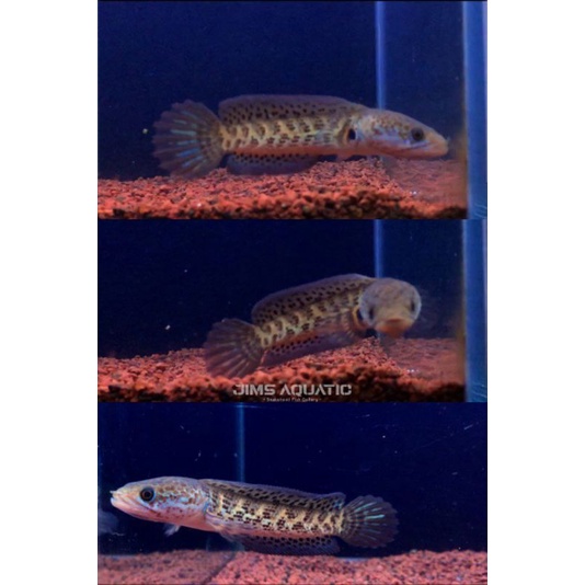 Auranti Maculata Progress