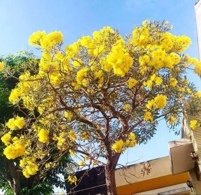 

Promo Bibit Tanama Pohon Tabebuya Bunga Kuning