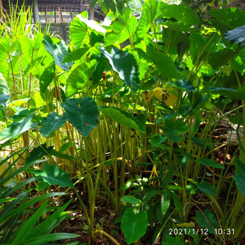 bibit bentul/ubi bentul per 1kg