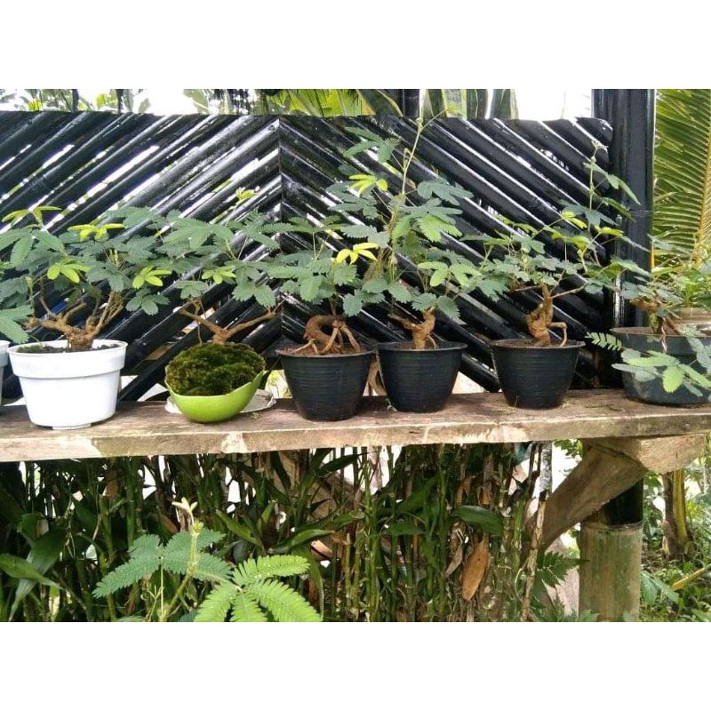 bahan bonsai putri malu