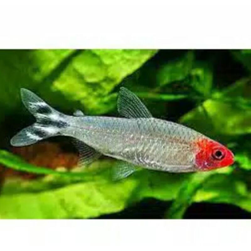 

Ikan HiaS Red Nose