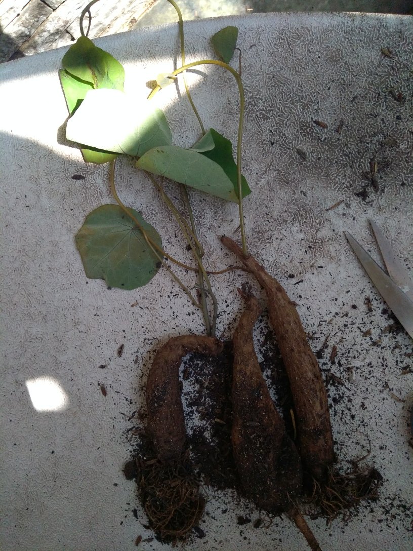 Stephania Venosa Murah! Tanaman Hias Langka