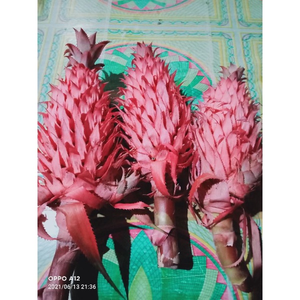 

jual nanas merah asli nanas hutan 1kg