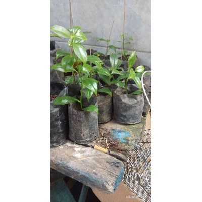 orapronubis/pareskia aculeata