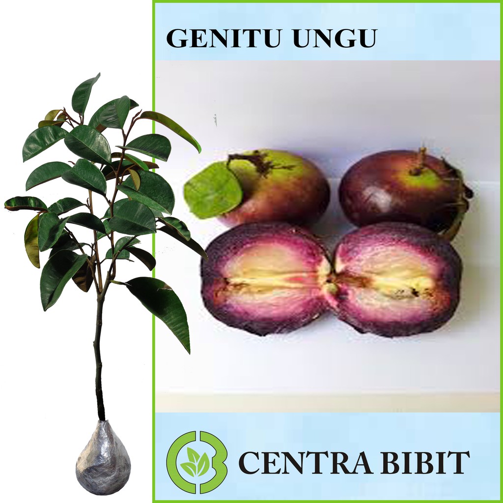 Tanaman Buah Genitu Ungu