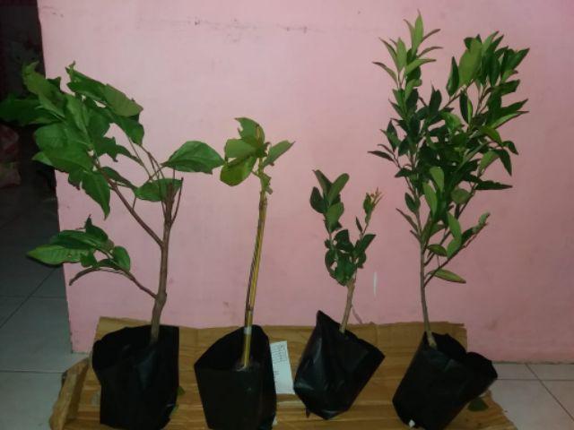 Tanaman Alpukat Mentega (tinggi 40-60 Cm)