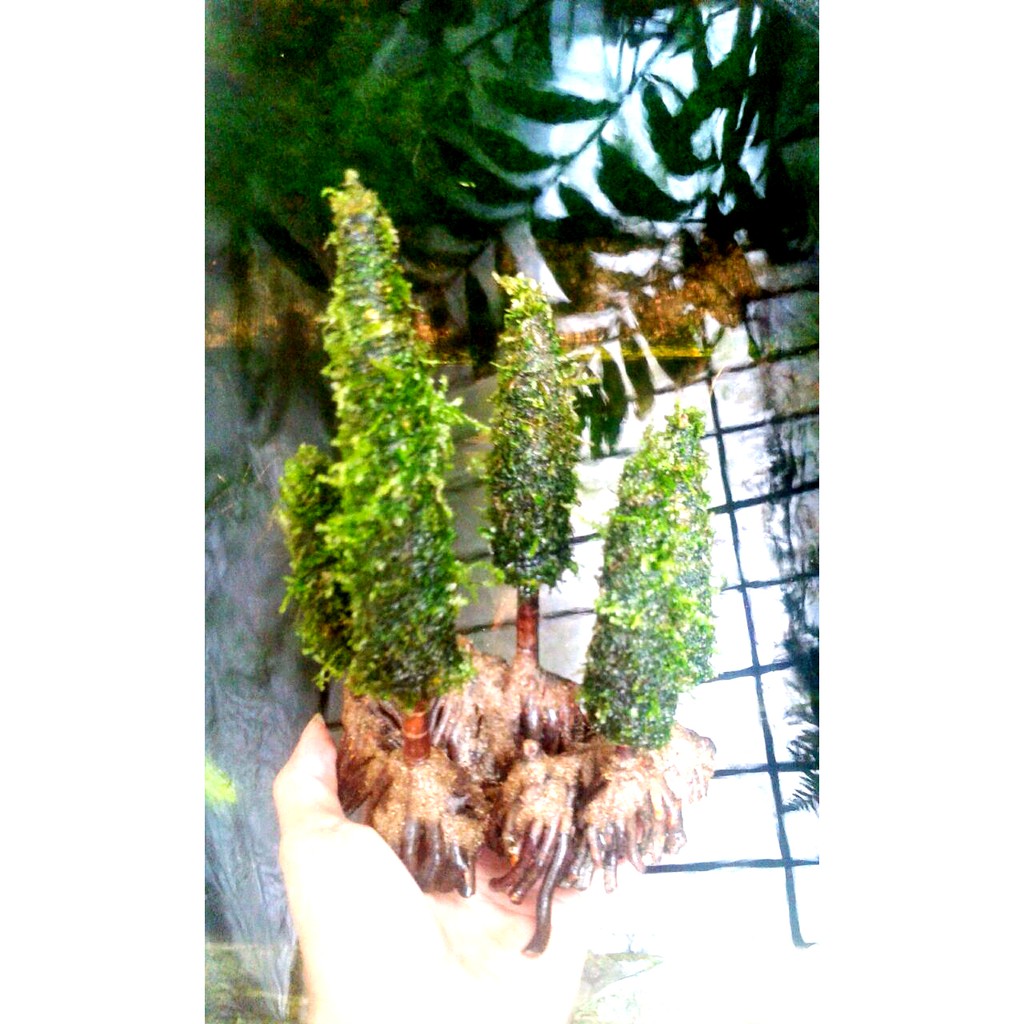 Bonsai Moss Pohon Pinus Aquascape High Quality