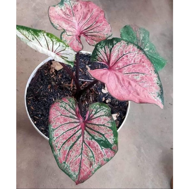 Tanaman Hias Caladium Anoman Obong keladi hanoman obong