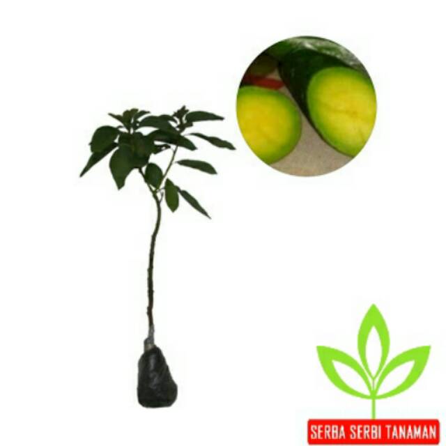 Bibit alpukat tanpa biji