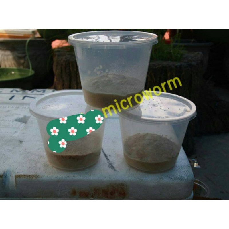 MICROWORM PAKAN BURAYAK