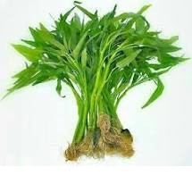 

Kangkung Hidroponik