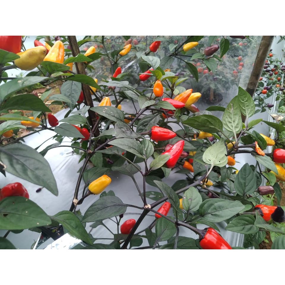 Benih Bibit Biji - Cabai Chinese Five 5 Colour Cabe Rainbow Pelangi Pepper Seeds