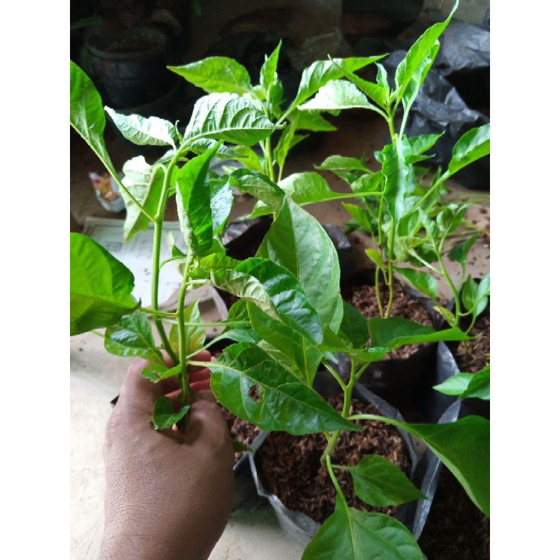 bibit cabai/cabe setan