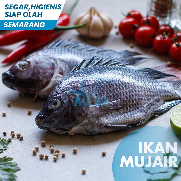 

Ikan Mujair Fresh