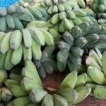 

PISANG KEPOK MENTAH