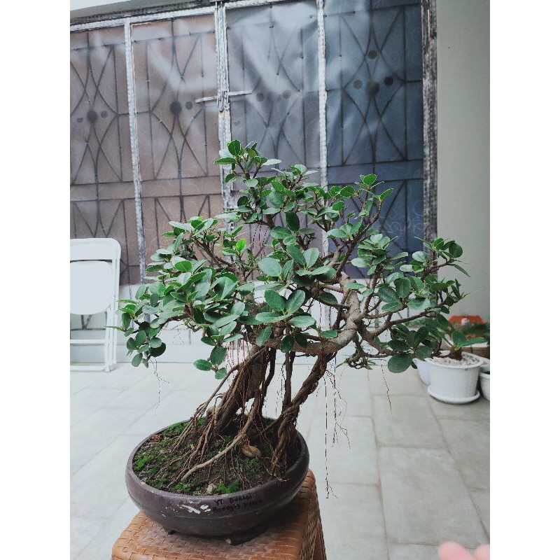 Jual Tanaman Bonsai beringin korea / Bonsai mini Shopee Indonesia
