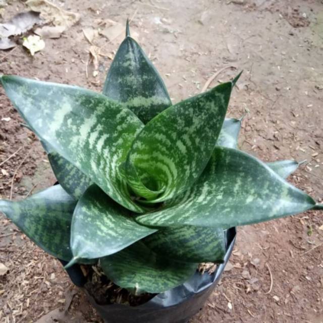 TERMURAH Lidah mertua mini , sansievera hijau, lidah mertua mini