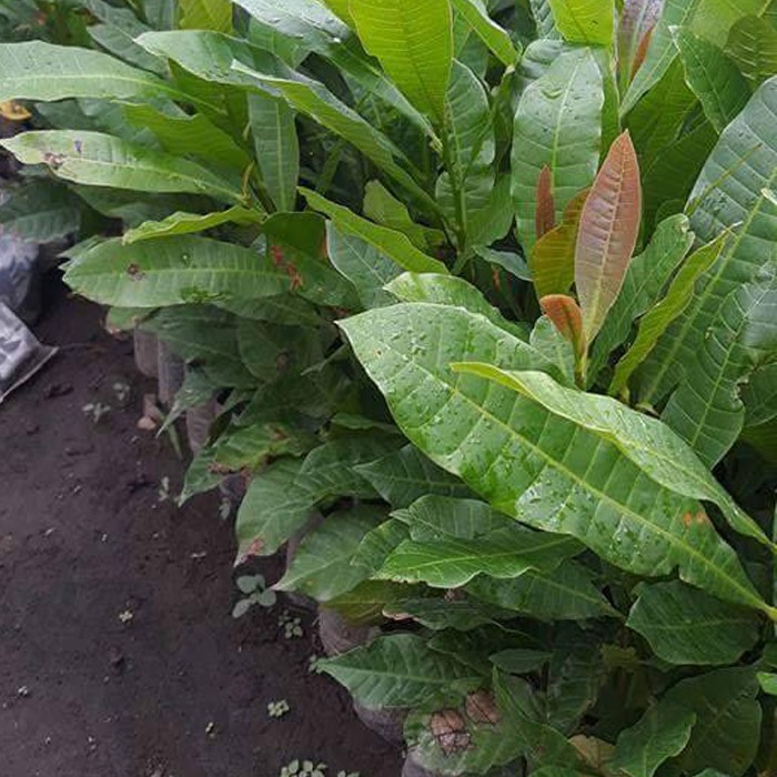 Bibit Jambu Mete Pohon Jambu Mede Bibit Jambu Monyet Pohon Jambu Monyet