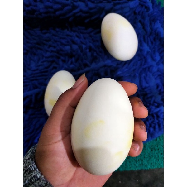 

TELUR ANGSA KONSUMSI MENTAH FRESH