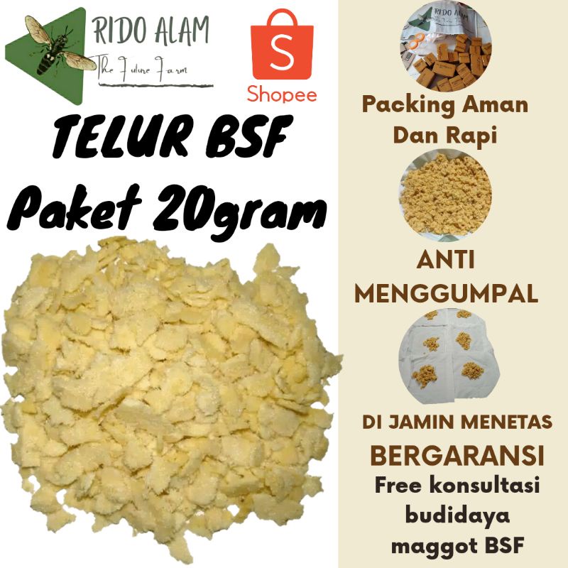 Telur lalat bsf per 20gram Telur maggot bsf berkwalitas termurah