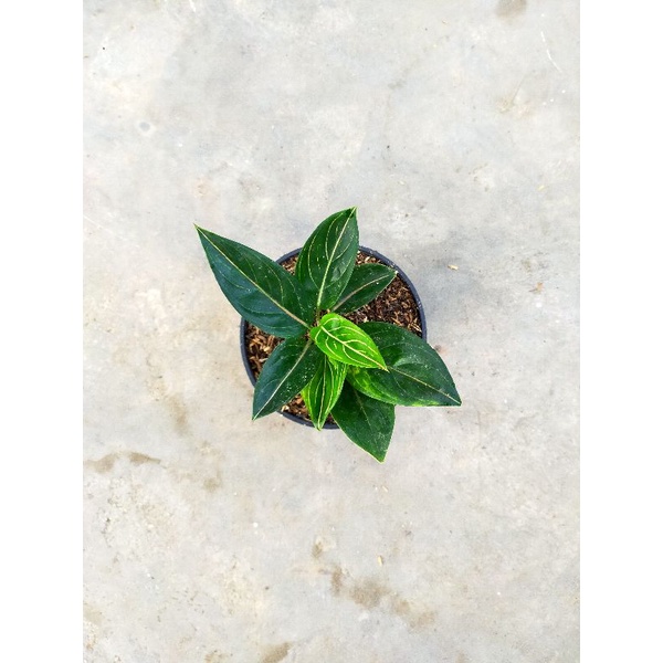 aglonema queen of siam