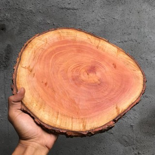 Wooden Slice 20 35 cm BIG SIZE Potongan  Kayu  Tatakan 