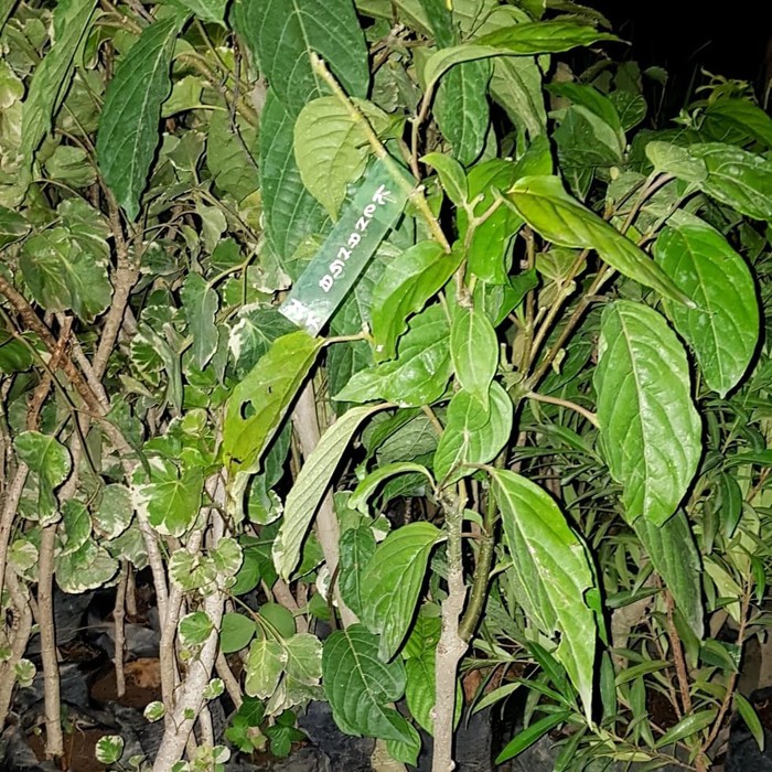 kenanga | Bunga kenanga | Tanaman bunga kenanga