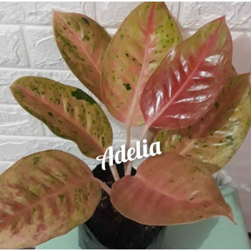 AGLONEMA BIGROY MERAH