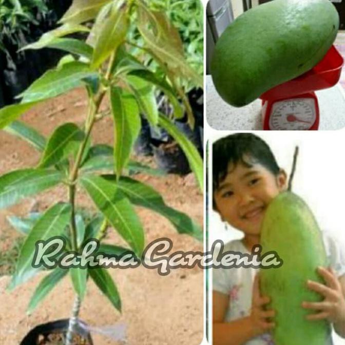 Terbaik Bibit Mangga Mahatir Original