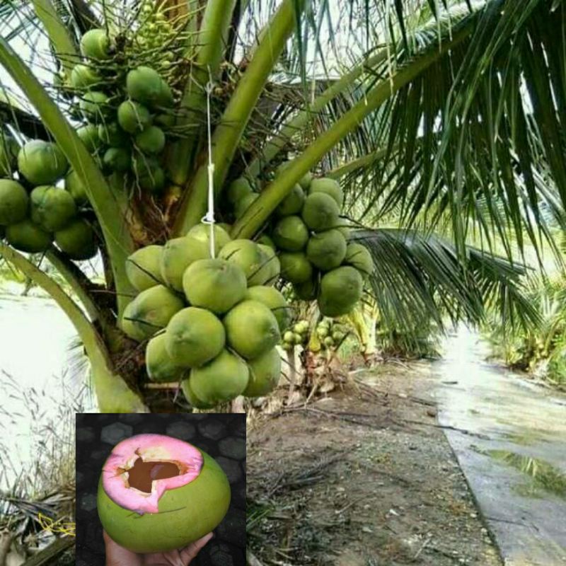 Bibit kelapa wulung / kelapa hijau