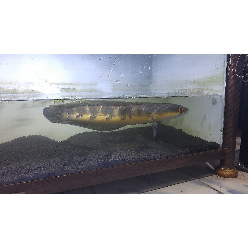 channa maru riau size 45cm