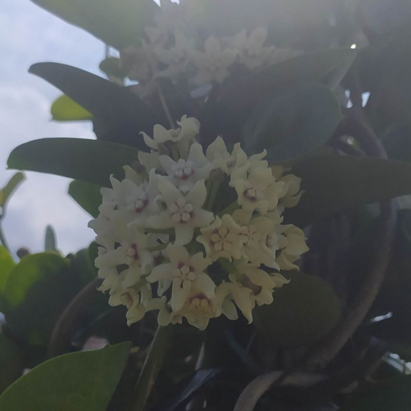 Tanaman hias Hoya putih rambat - melati hoya