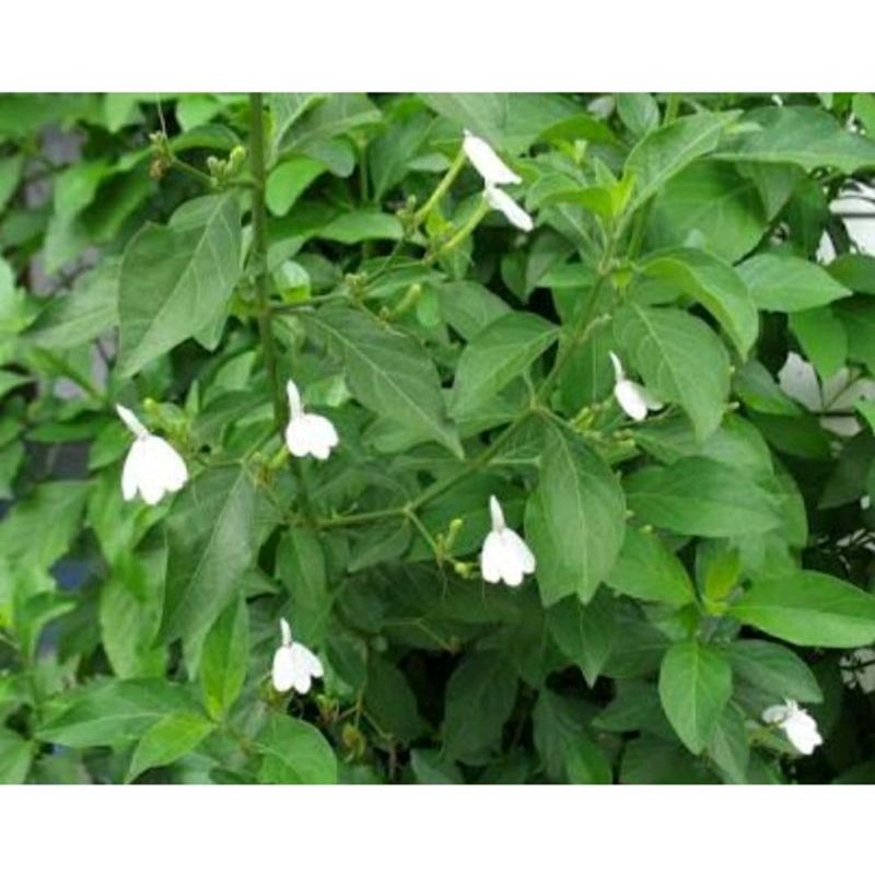 

DAUN TAREBAK SEGAR 1kg | TAREBA MANUKAN | DAUN BURUNG | RHINACANTHUS NASUTA