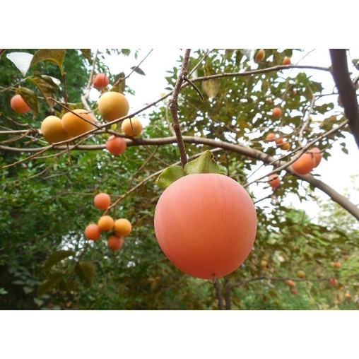 Bibit  Kesemek/Persimmon