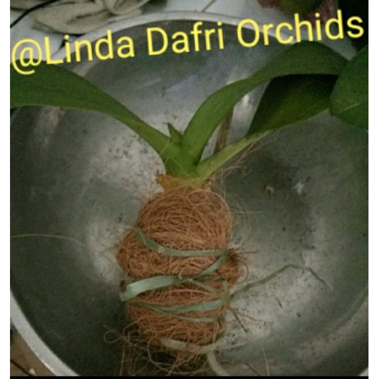 Anggrek bulan afkir/sisa sortir yg rusak daun/akar ...siap gantung saja